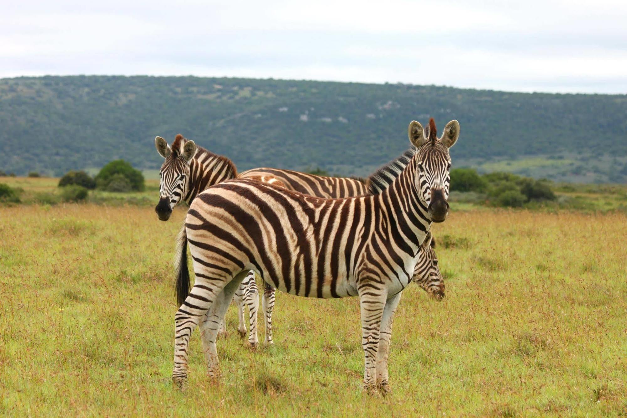 Leeuwenbosch Country House - Amakhala Game Reserve Exterior foto