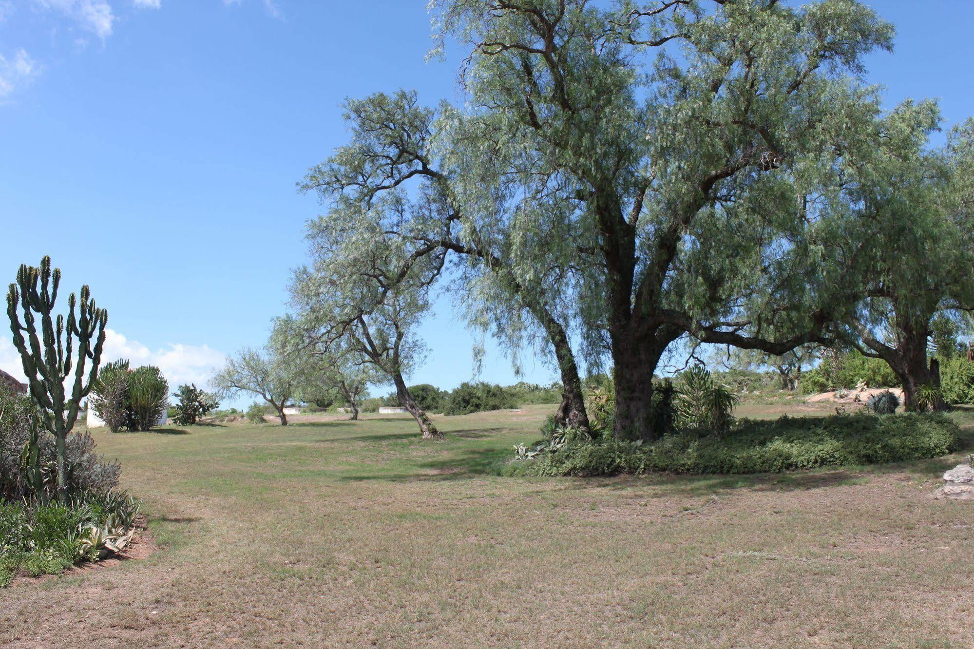 Leeuwenbosch Country House - Amakhala Game Reserve Exterior foto