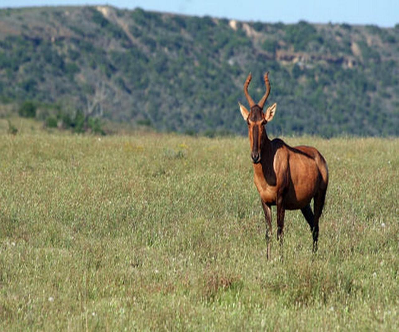 Leeuwenbosch Country House - Amakhala Game Reserve Exterior foto
