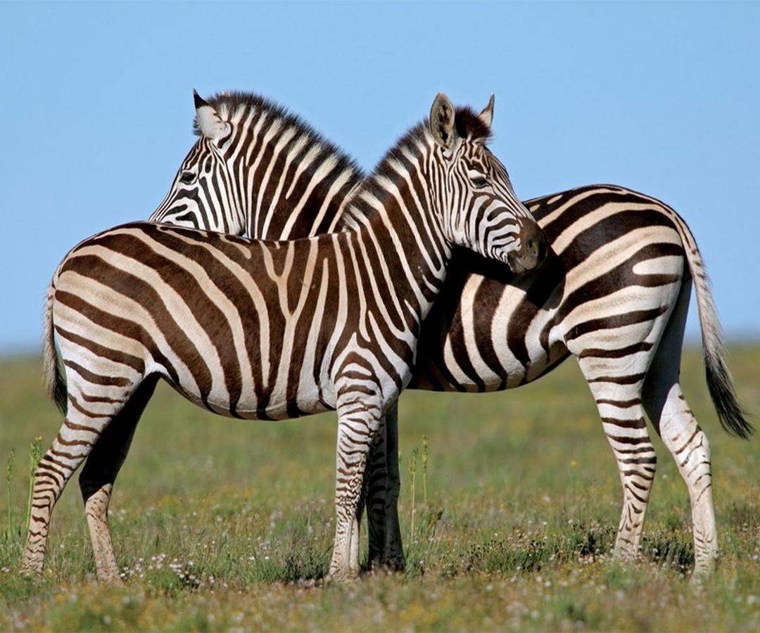 Leeuwenbosch Country House - Amakhala Game Reserve Exterior foto